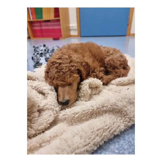 1 Adet 80x100 CM Kedi ve köpekler için peluş Yıkanabilir battaniye yumuşak sarılmalık