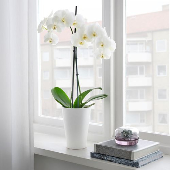 ikea-papaja-toprak-saksı-12x19-cm-beyaz-beyaz