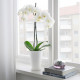 ikea-papaja-toprak-saksı-12x19-cm-beyaz-beyaz