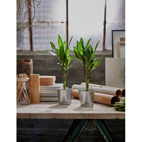 IKEA BINTJE - çelik saksı, 9 cm (galvanizli)