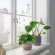 ikea-buskkaprifol-seramik-saksı-12-cm-bej-bej