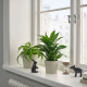 ikea-körsbarsbjörk-toprak-saksı-9-cm-açık-gri-bej-açık-gri-bej