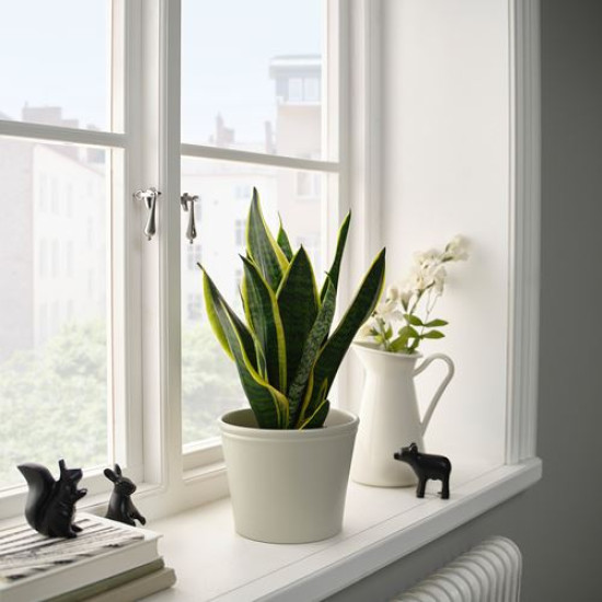 ikea-körsbarsbjörk-toprak-saksı-15-cm-açık-gri-bej-açık-gri-bej