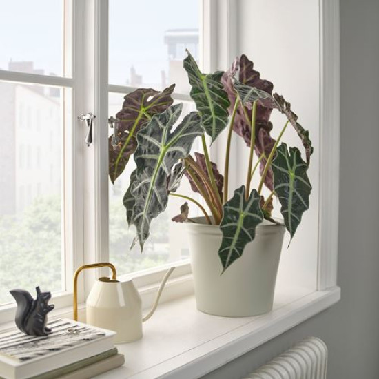 ikea-körsbarsbjörk-toprak-saksı-19-cm-açık-gri-bej