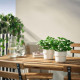 ikea-fejka-yapay-bitki-9-cm-yeşil-yeşil