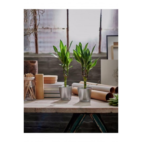 Ikea Boyanabilir Çelik Saksı Bintje Galvanizli 9 cm