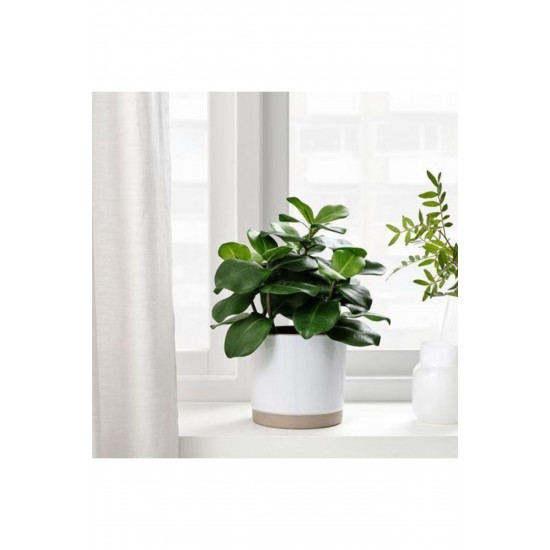 IKEA Clusia Fejka Saksılı Yapay Bitki 