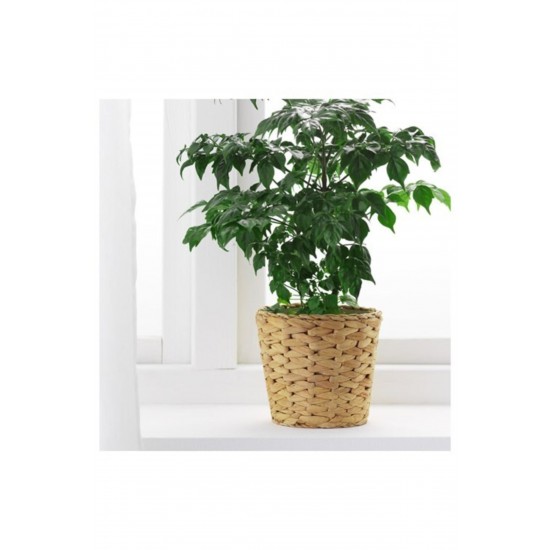 FRIDFULL Hasır Saksı 12 Cm Su Sümbülü Ev Dekorasyon